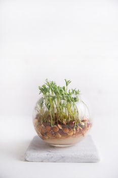 The vegetation of small seeds of lentils in a glass jar