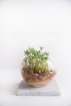 The vegetation of small seeds of lentils in a glass jar