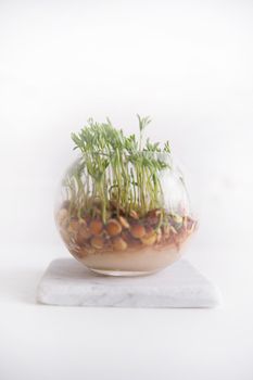 The vegetation of small seeds of lentils in a glass jar