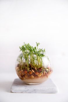 The vegetation of small seeds of lentils in a glass jar