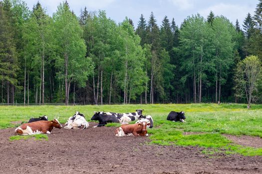 A view of the pasture against the backdrop of green trees, on which several well-fed farm cows lie. Countryside. Selective focus.