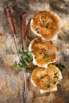 Presentation of scallops au gratin baked with parsley