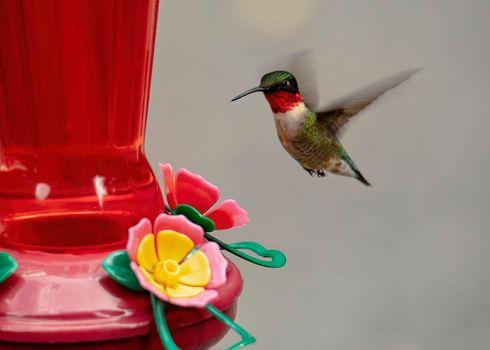 Male ruby throated hummingbird hovers upright near a nectar feeder.