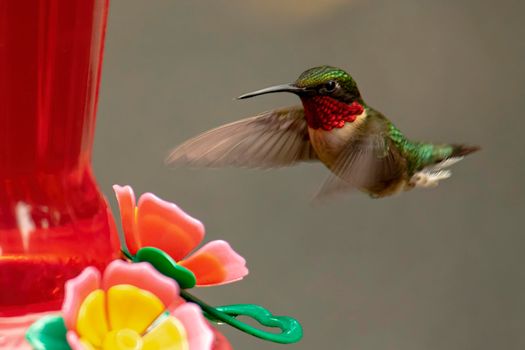 Male ruby throated hummingbird approaches a nectar feeder.