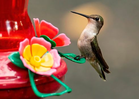 Female ruby throated hummingbird perches on a nectar feeder.