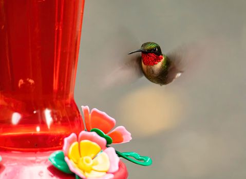 Male ruby  throated hummingbird hovers near a nectar feeder.