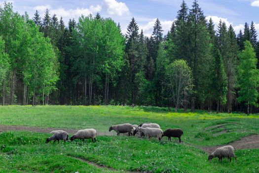 A group of farm sheep graze in the pasture against the backdrop of the forest. Countryside, farm animals. Selective focus.