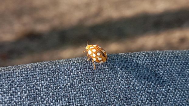 Ladybug yellow in nature in Siberia, Ladybug beetles. Calvia quatuordecimguttata. Ladybug, orange, animal, yellow, spotted. Ladybug orange waiting to molt.