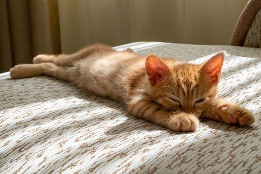 A small beautiful red tabby kitten falls asleep on the couch and squints at the camera. Front view, selective focus.