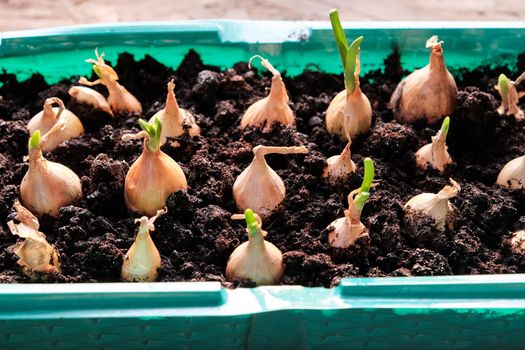 Young green onions in the ground. Growing onions on the windowsill in the house. Greens at home. Close-up view. For a gardening site.