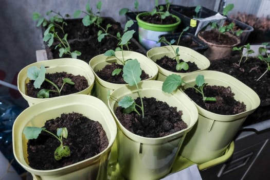 Seedlings growing in plastic cups at home kitchen.