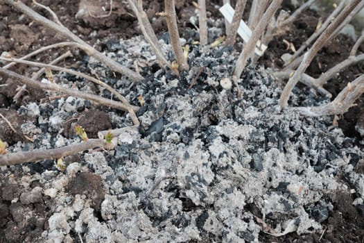 Fertilizing currant bush with firewood ash. close-up.