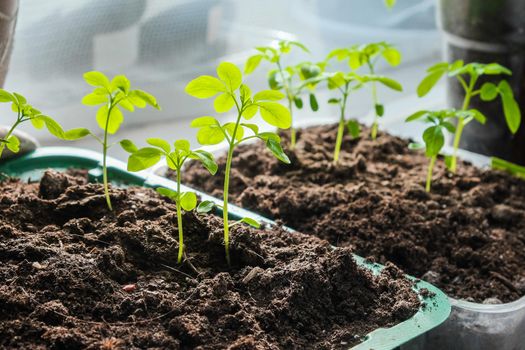 Seedlings growing in plastic cups at home kitchen.