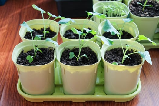 Seedlings growing in plastic cups at home kitchen.