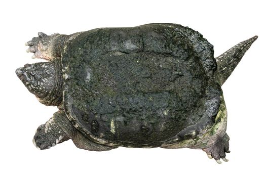Snapping turtle ( Chelydra serpentina ) is creeping and raise one's head on white isolated background . Top view .
