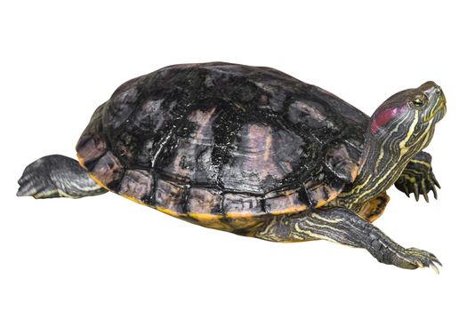 Red eared slider turtle ( Trachemys scripta elegans ) is creeping and raise one's head on white isolated background . Side view .