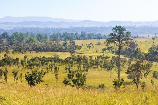 Thung salaeng Luang National Park . Savannah field and pine tree . Phetchabun and Phitsanulok province . Northern of Thailand . Landscape view .