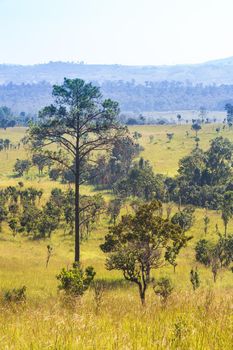 Thung salaeng Luang National Park . Savannah field and pine tree . Phetchabun and Phitsanulok province . Northern of Thailand . Telephoto view .