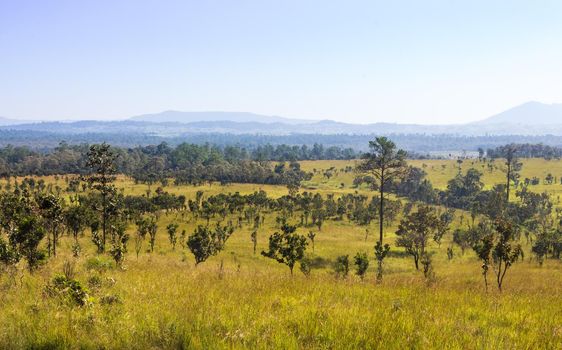 Thung salaeng Luang National Park . Savannah field and pine tree . Phetchabun and Phitsanulok province . Northern of Thailand . Landscape view .