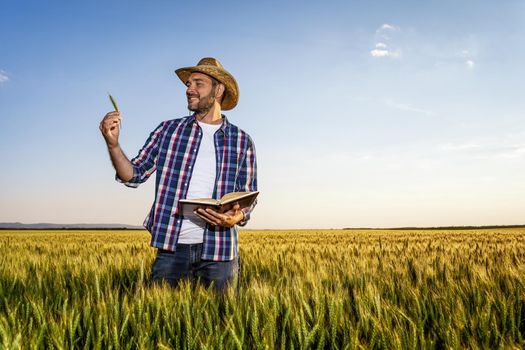 Farmer is standing in his growing wheat field. He is examining crops after successful sowing.