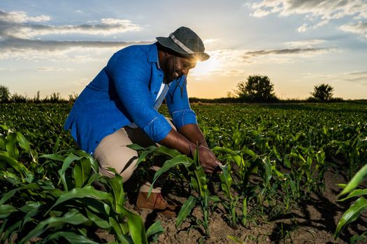 Farmer is standing in his growing corn field. He is examining crops after successful sowing.