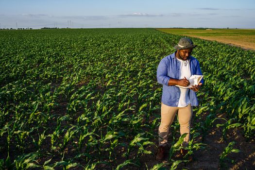 Farmer is standing in his growing corn field. He is examining crops after successful sowing.