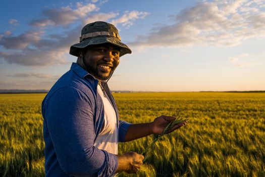 Farmer is standing in his growing wheat field. He is examining crops after successful sowing.