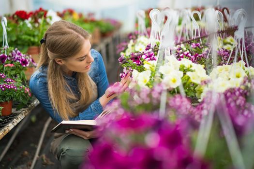 Woman is working in small business greenhouse store. She is examining plants. Female entrepreneur.