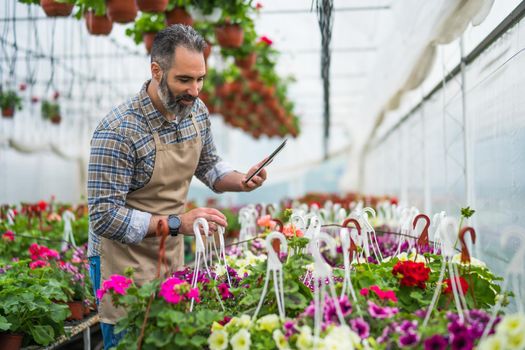 Man is working in small business greenhouse store. He is examining plants.