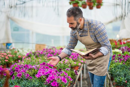 Man is working in small business greenhouse store. He is examining plants.