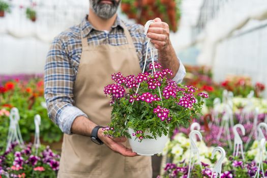 Mid adult man is owning small business greenhouse store. He is holding flower in pot.