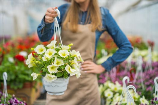Woman is owning small business greenhouse store. She is holding flower in pot. Female entrepreneur.