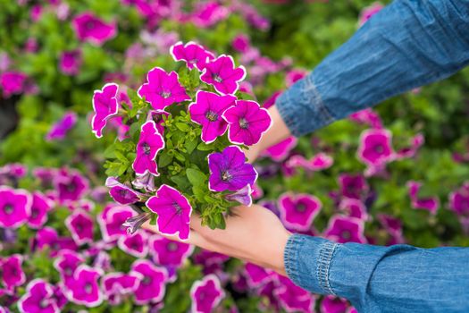 Woman is working in small business greenhouse store. She is examining plants. Female entrepreneur.