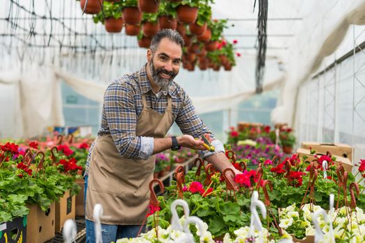 Man is working in small business greenhouse store. He is examining plants.