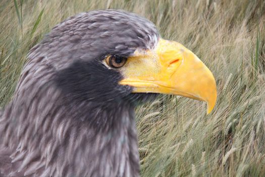 A close up of a bird of prey. His head is black and his huge beak is yellow