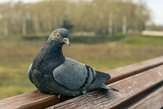 A young and lonely rock dove sits on a park bench in the absence of people