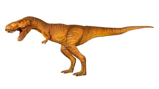 Tyrannosaurus rex is walking and open mouth . Side view . White isolated background . Dinosaur in jurassic peroid .