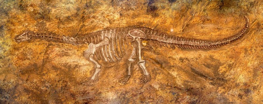 Siamosaurus suteethorni . Fossil of dinosaur at Phu Wiang national park . Khon Kaen . Thailand .