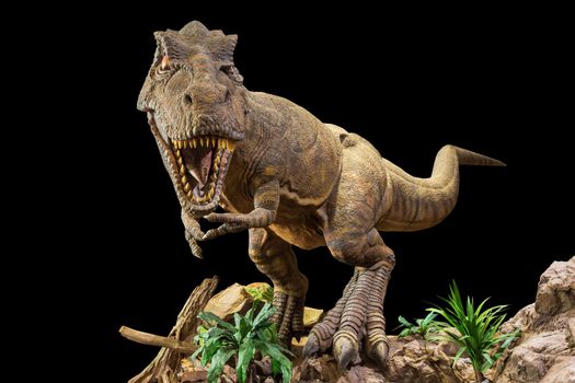 Tyrannosaurus rex . T-rex is walking , growling and open mouth on rock . Black isolated background . Embedded clipping paths .