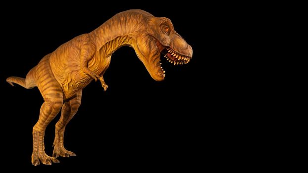 Tyrannosaurus rex ( T-rex ) is walking and open mouth and copy space on right site . Side view . Black isolated background . Dinosaur in jurassic peroid . Embedded clipping paths .
