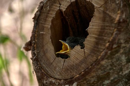 Small bird in a nest inside a tree. Wood, close-up, detail and macro photography, blurred background. Hatchling begging for food