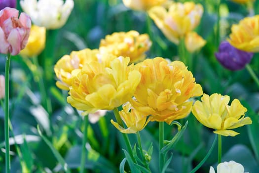 Bright flowers of tulips on a tulip field on a sunny morning, spring flowers tulips