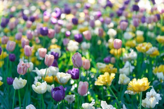 Bright flowers of tulips on a tulip field on a sunny morning, spring flowers tulips