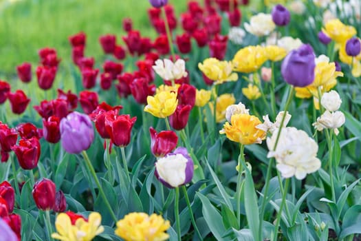 Bright flowers of tulips on a tulip field on a sunny morning, spring flowers tulips