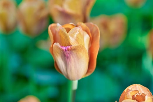 Bright flowers of tulips on a tulip field on a sunny morning, spring flowers tulips