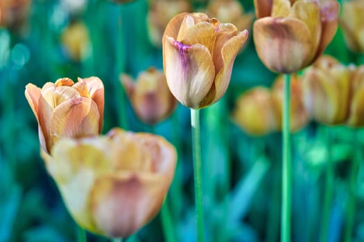 Bright flowers of tulips on a tulip field on a sunny morning, spring flowers tulips