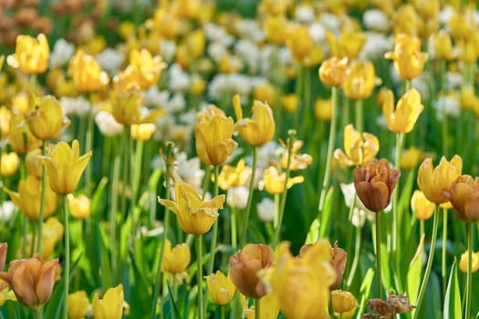 Bright flowers of tulips on a tulip field on a sunny morning, spring flowers tulips