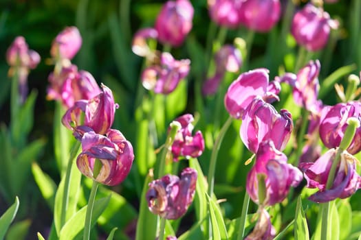 Bright flowers of tulips on a tulip field on a sunny morning, spring flowers tulips