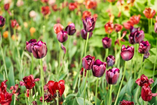 Bright flowers of tulips on a tulip field on a sunny morning, spring flowers tulips