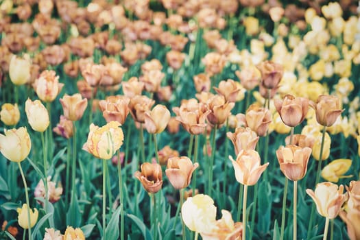 Bright flowers of tulips on a tulip field on a sunny morning, spring flowers tulips